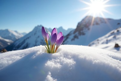 Purple crocuses blooming in snowy mountains