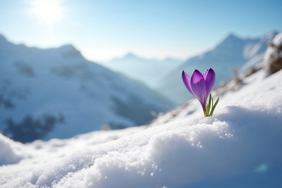 Purple crocus blooming in snowy mountains