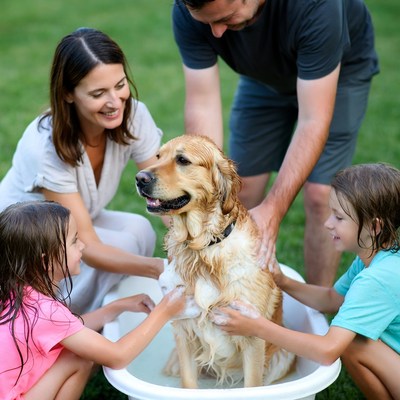 Family bathing golden retriever in backyard