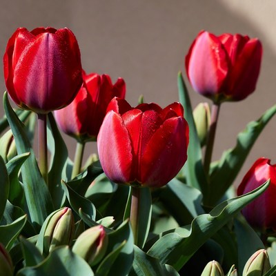 Red Tulips with Dew Drops