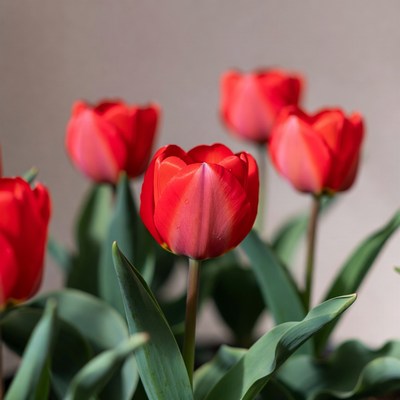 Red Tulips Bouquet