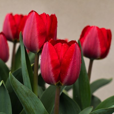 Red Tulips with Water Droplets