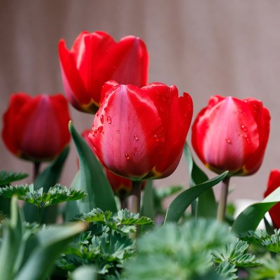 Red Tulips with Water Droplets