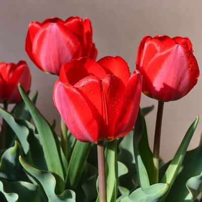 Red Tulips with Water Droplets