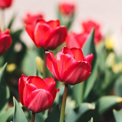 Red Tulips in Bloom