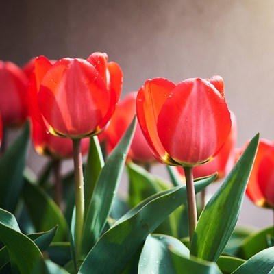 Red Tulips with Dew Drops