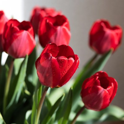 Red Tulips with Water Droplets