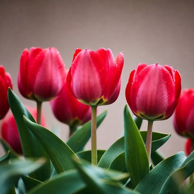 Red Tulips with Water Droplets