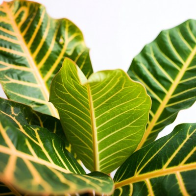 Variegated Green Plant Leaves