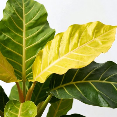 Variegated Philodendron Leaves Closeup
