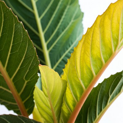 Green and Yellow Plant Leaves