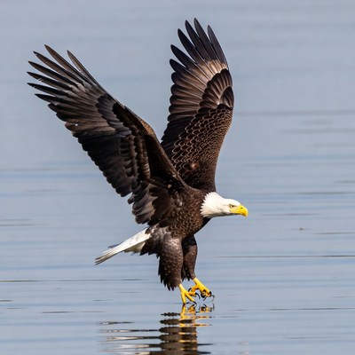 Bald eagle catching fish in water