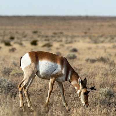 Pronghorn antelope grazing in desert