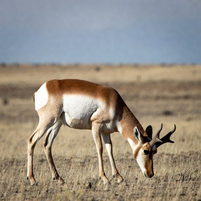 Pronghorn antelope grazing in grassland