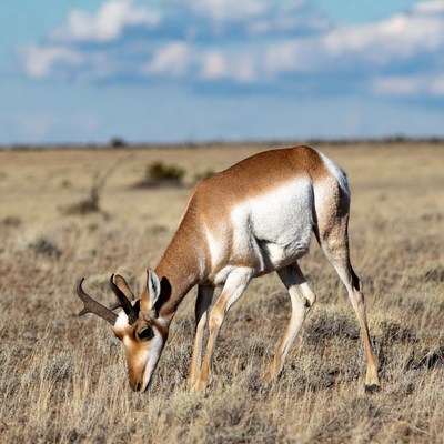 Pronghorn antelope grazing in field