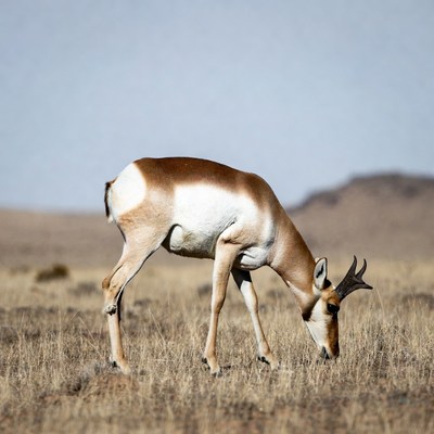 Pronghorn antelope grazing in dry field