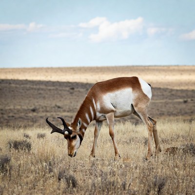 Pronghorn antelope grazing in field