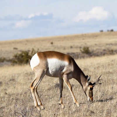 Pronghorn Antelope Grazing in Grassland