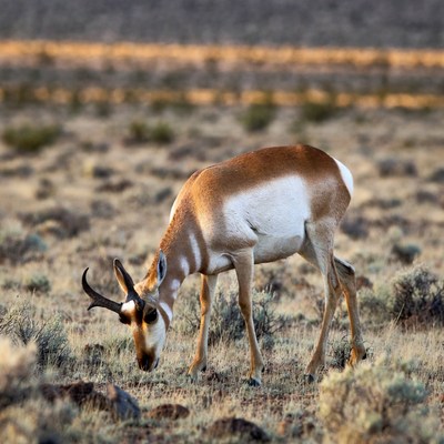 Pronghorn antelope grazing in desert