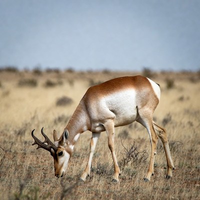 Pronghorn antelope grazing in grassland