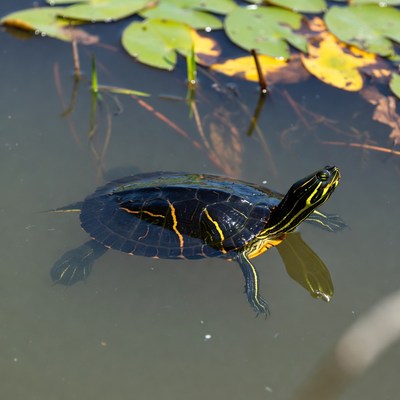 Red-eared slider turtle on lily pads