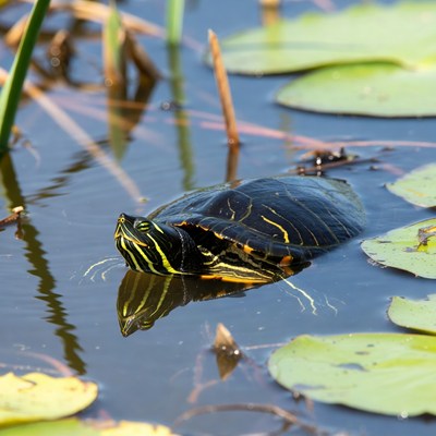 Red-eared slider turtle on lily pads