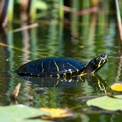 Red-eared slider turtle in water