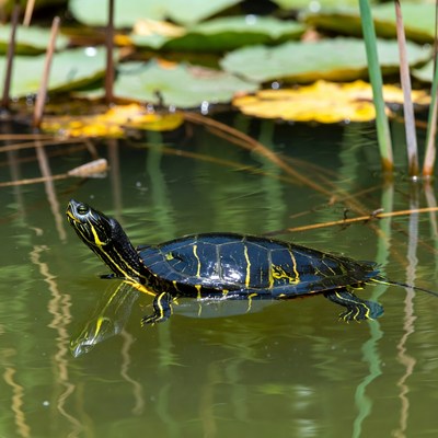 Red-eared slider turtle on water lilies