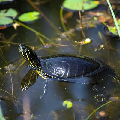 Red-eared slider turtle in pond