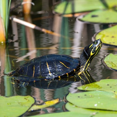 Red-eared slider turtle on lily pads