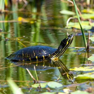 Painted Turtle Swimming in Pond