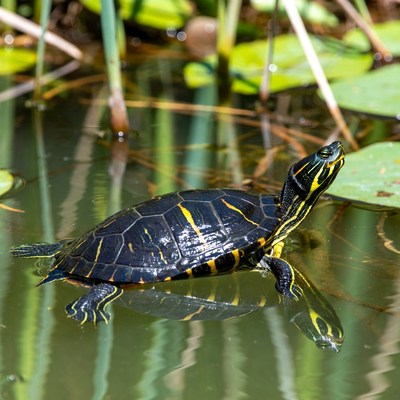 Painted Turtle on Lily Pad