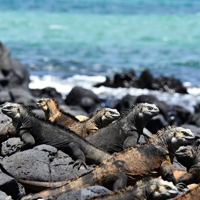 Group of marine iguanas on rocky beach