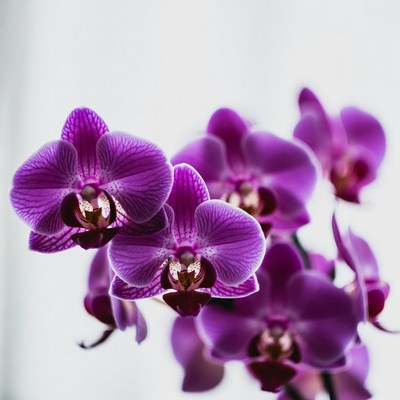 Purple Orchids on White Background