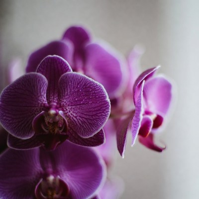 Purple Orchid Flowers Closeup