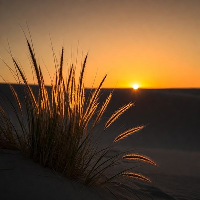 Silhouette grass sunset dunes