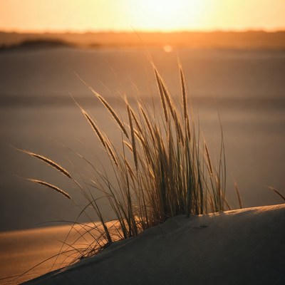 Grasses on dune at sunset