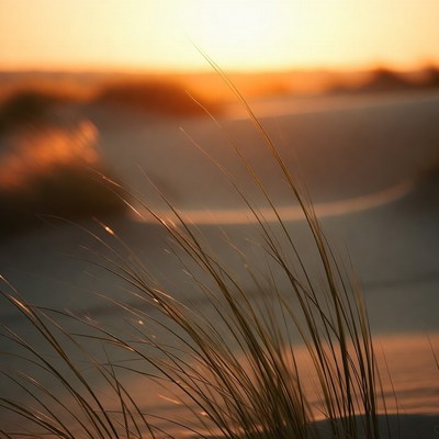 Beach Grass at Sunset