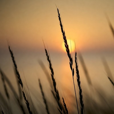 Silhouetted wheat stalks at sunset
