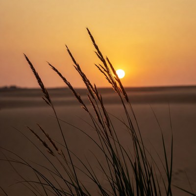 Silhouetted grass sunset landscape