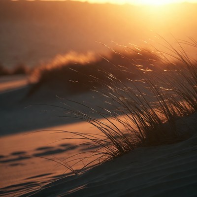 Sunset over dune grass