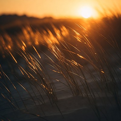 Sunset over beach grass and sand