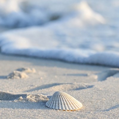 Seashell on sandy beach