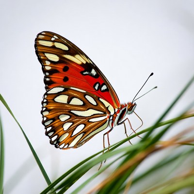 Colorful butterfly on green grass