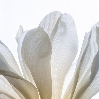 White Magnolia Flower Closeup