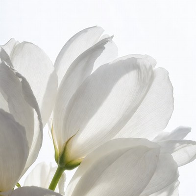 White Tulips on Isolated Background