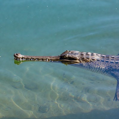 Gharial swimming in blue water