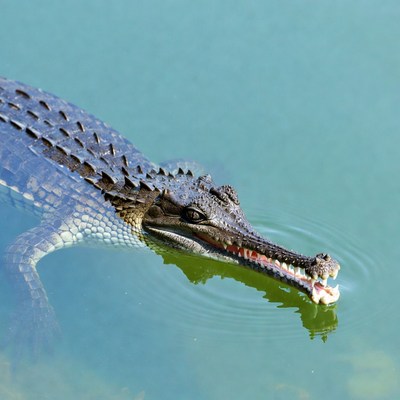 Crocodile swimming with open mouth