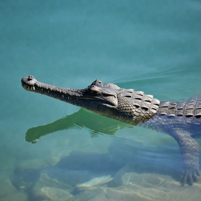 Gharial swimming in turquoise water