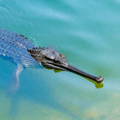 Gharial swimming in blue water